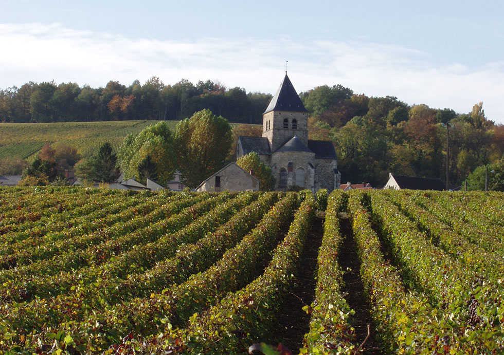 vigne à Fleury-la-Rivière