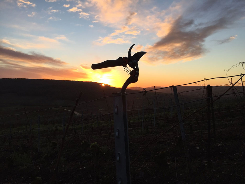 Les vignes Champagne Henri DAVID-HEUCQ